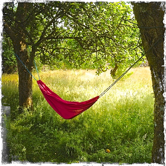 IMG_1536 hammock